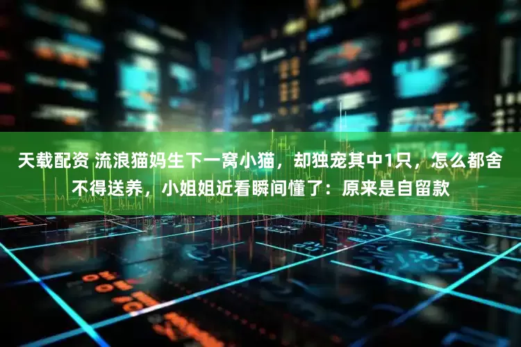 天载配资 流浪猫妈生下一窝小猫,却独宠其中1只,怎么都舍不得送养,小姐姐近看瞬间懂了:原来是自留款